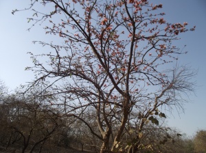 Tesu (Keshudo) in Gujarat